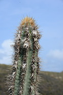 mature branch in habitat on Curacao