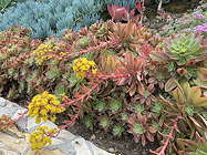in flower in a landscape