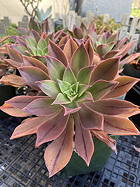 rosette in shade overview