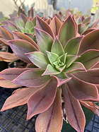 rosette in shade close