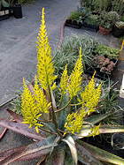 overview, panicles prominent