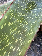 leaf detail