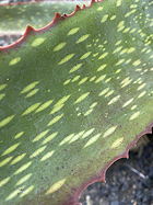 leaf detail, closer