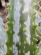 leaf detail and bud imprint