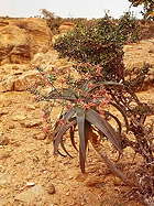 in habitat, at the type locality, Darburruk, Somalia