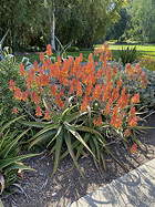 overview in garden