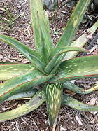rosette