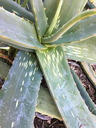 foliage