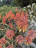 inflorescences