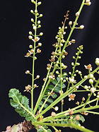 flowering shoot