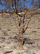 in Dhofar, southern province of the Sultanate of Oman