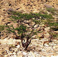 Boswellia sacra tree in Dhofar, southern province of the Sultanate of Oman