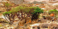 Boswellia sacra trees in Dhofar, southern province of the Sultanate of Oman