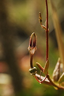 flower and stem