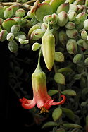 flower and bud