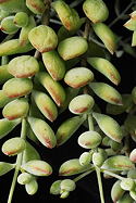 decussate leaves on pendent stems