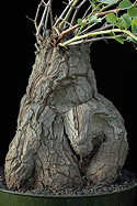 caudex