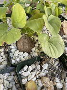 seedling