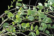 foliage