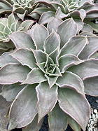 rosette close
