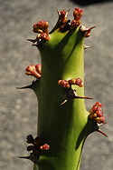 in bud