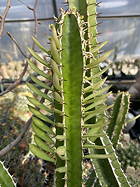 Clone 1 in leaf