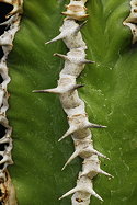 contiguous thorn shield