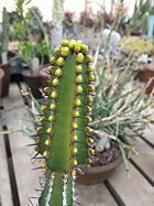in bud