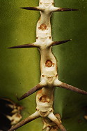 contiguous thorn shield