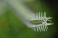 repeating stipular spines