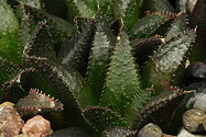 detail