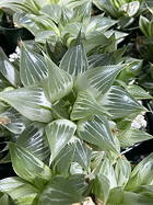 rosette