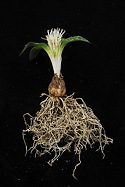 bare root side view