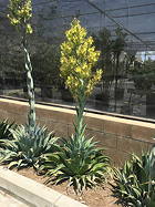 flowering, in bed