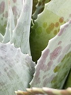 leaf margins
