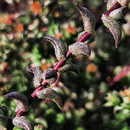 hispidulous leaves on summer growth