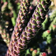 hispidulous leaves on winter stems